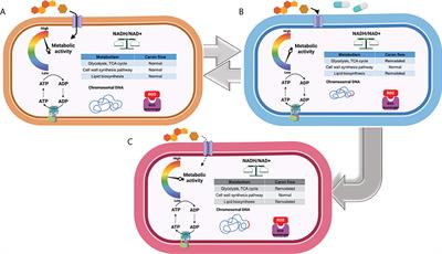 Central carbon metabolism remodeling as a mechanism to develop drug tolerance and drug resistance in Mycobacterium tuberculosis